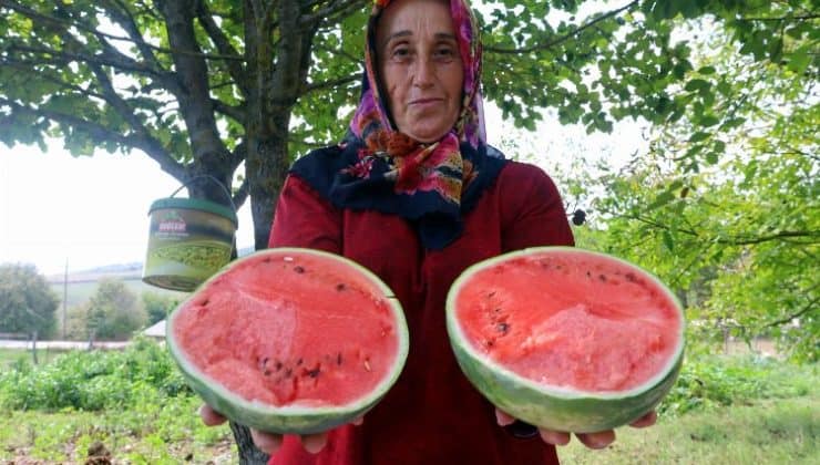 Kocaeli’de üreticilere karpuz tohumu desteği