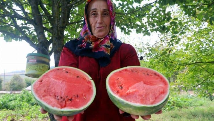 Kocaeli’nin karpuz tohumu üreticilere teslim ediliyor